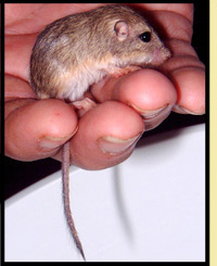 Pocket Mouse
