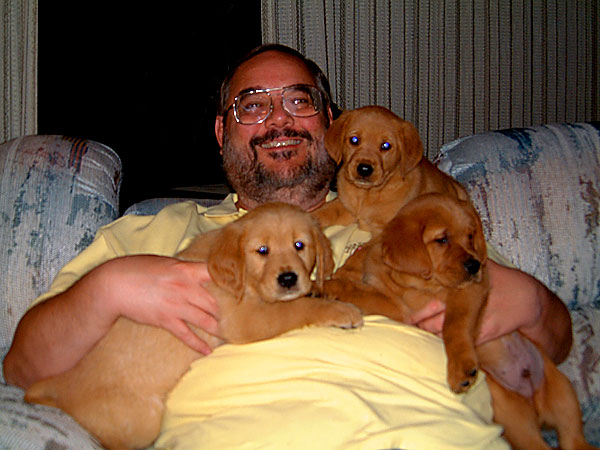 chow golden retriever mix puppies. Golden Retriever Pups