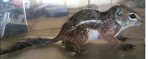 Antelope Squirrel