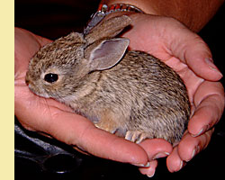 Cottontail Rabbit