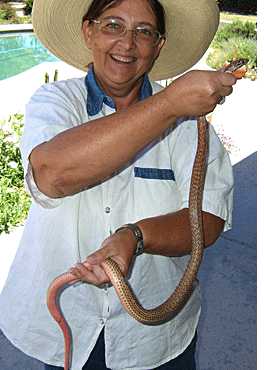 Coachwhip Snake