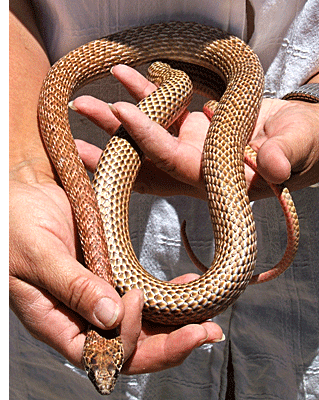 Coachwhip (closeup)