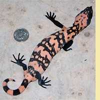 Gila Monster