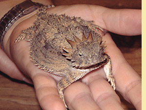 Regal Horned Lizard