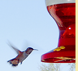 Hummingbird