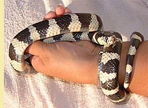 King Snake