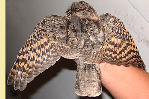 Common Poorwill