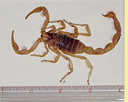 Scorpion