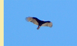 Turkey Vulture