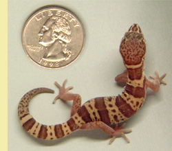 Western Banded Gecko