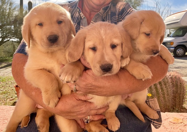 lab mix breeders