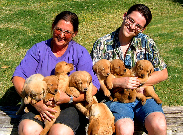 Mixed Retriever Pups