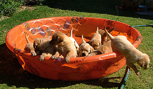 Mixed Retriever Pups in the Pool