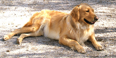Liberty Haven Ranch Puppies Sandy